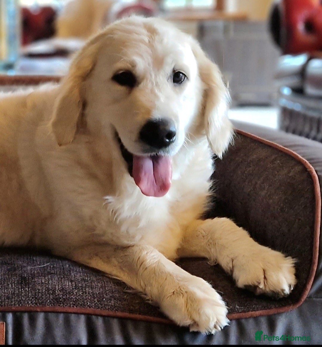 Golden Retriever dogs for sale: Newmiller Retrievers Upcoming Litter Announcement - Advert 2