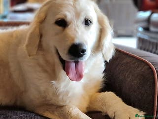 Golden Retriever dogs Newmiller Retrievers Upcoming Litter Announcement - Advert 16