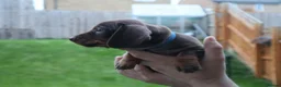 Dachshund dogs for sale: 7 dachshund pups for sale in Bradford - Advert 16