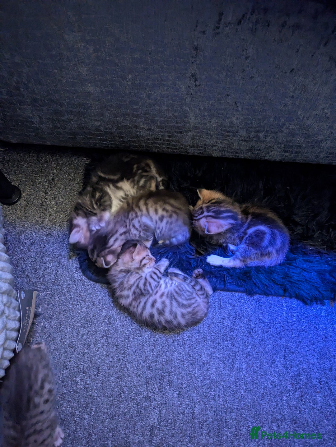 Mixed Breed cats for sale: Have two male and 2 female kittens   - Image 1