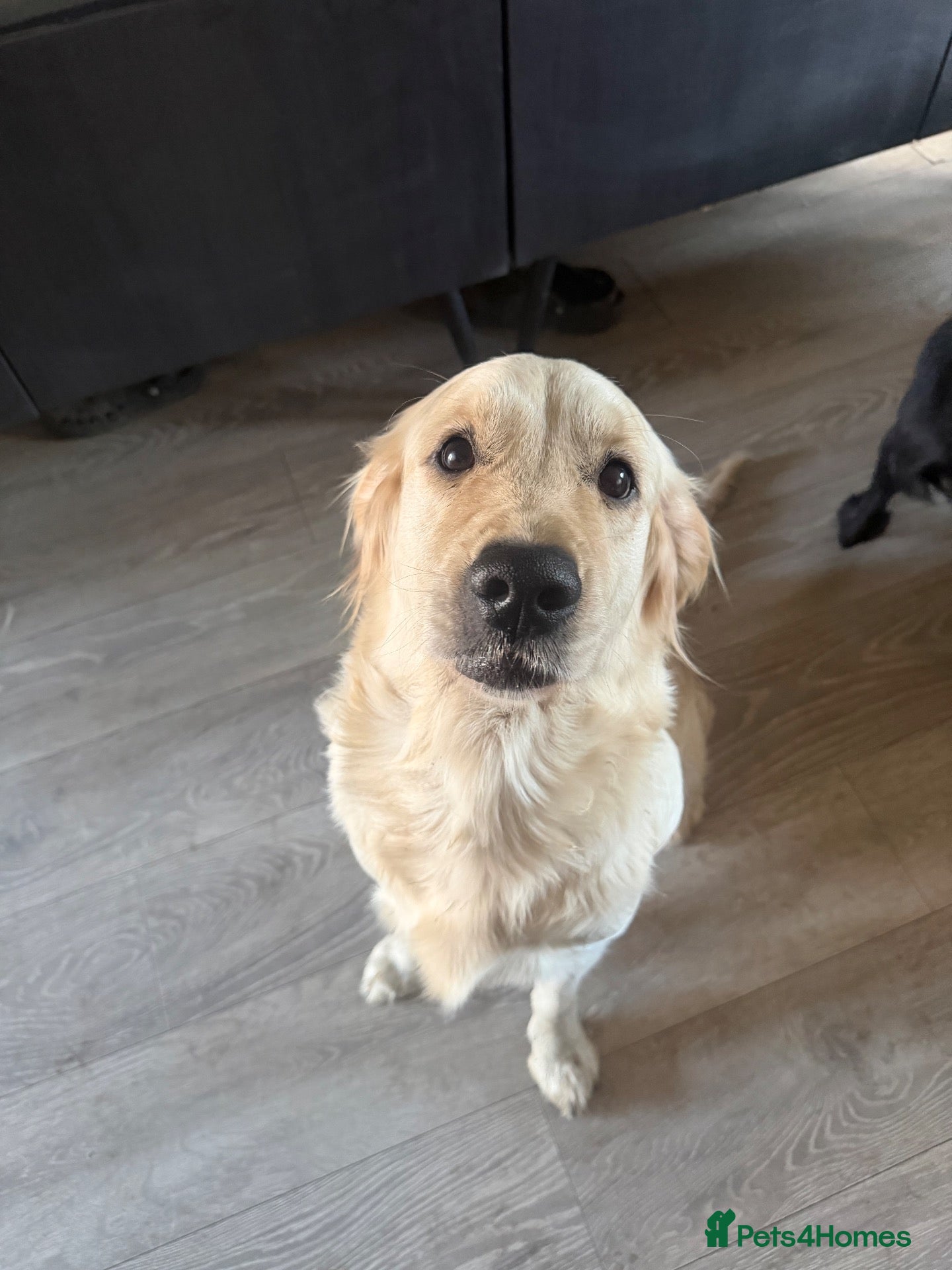 Golden Retriever dogs golden retriever bitch. READ FULL ADVErt  - Advert 3