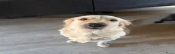 Golden Retriever dogs for sale: golden retriever bitch. READ FULL ADVErt  - Advert 1