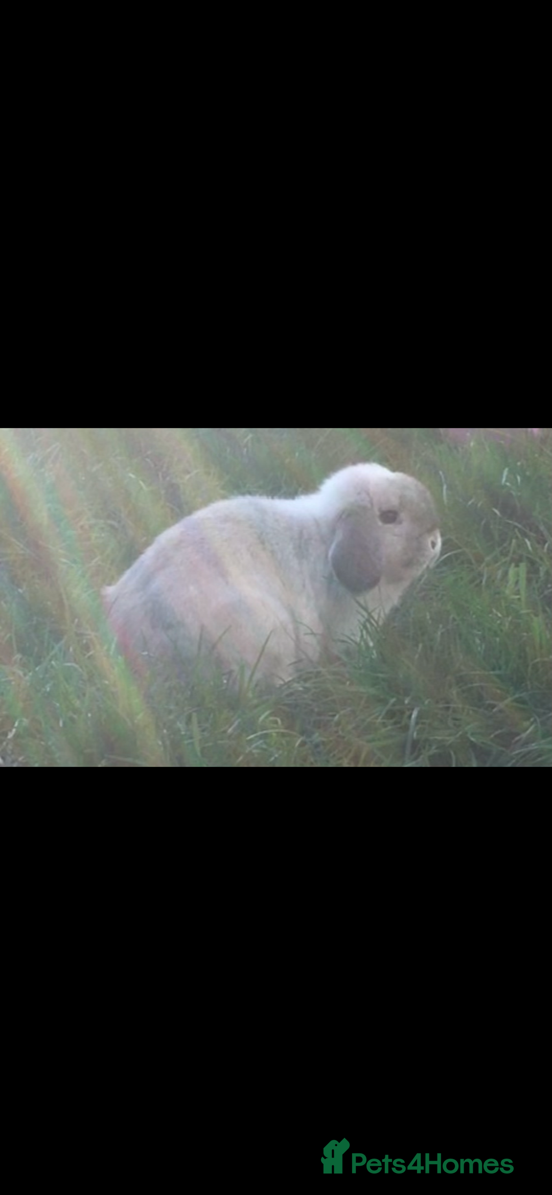 Mini Lop rabbits for sale: Lovely retired mini lop doe!  - Image 3