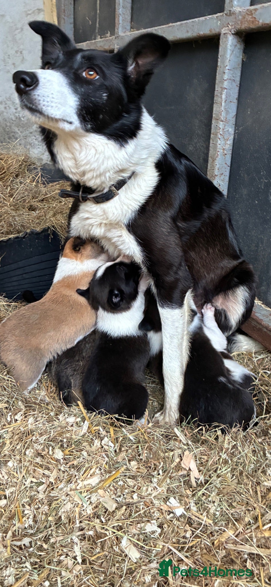 Border Collie dogs Beautiful Border Collie Puppies - Advert 2