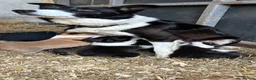 Border Collie dogs for sale: Beautiful Border Collie Puppies in Llanwrda - Advert 2