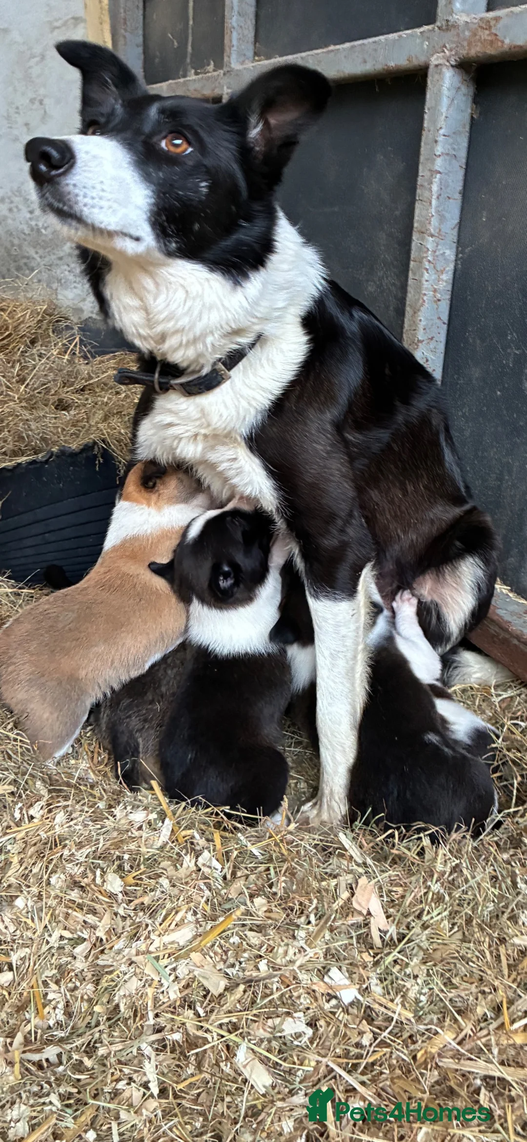 Border Collie dogs for sale: Beautiful Border Collie Puppies in Llanwrda - Advert 2