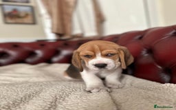 Beagle dogs for sale: Beagle Puppies - Image 25