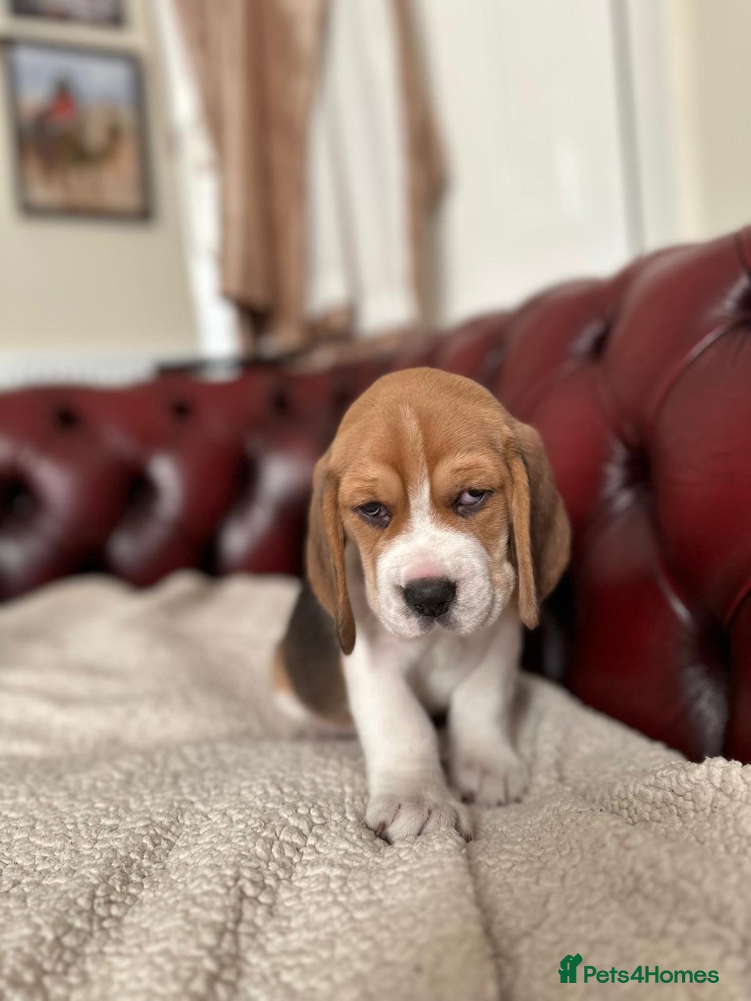 Beagle dogs for sale: Beagle Puppies - Image 25