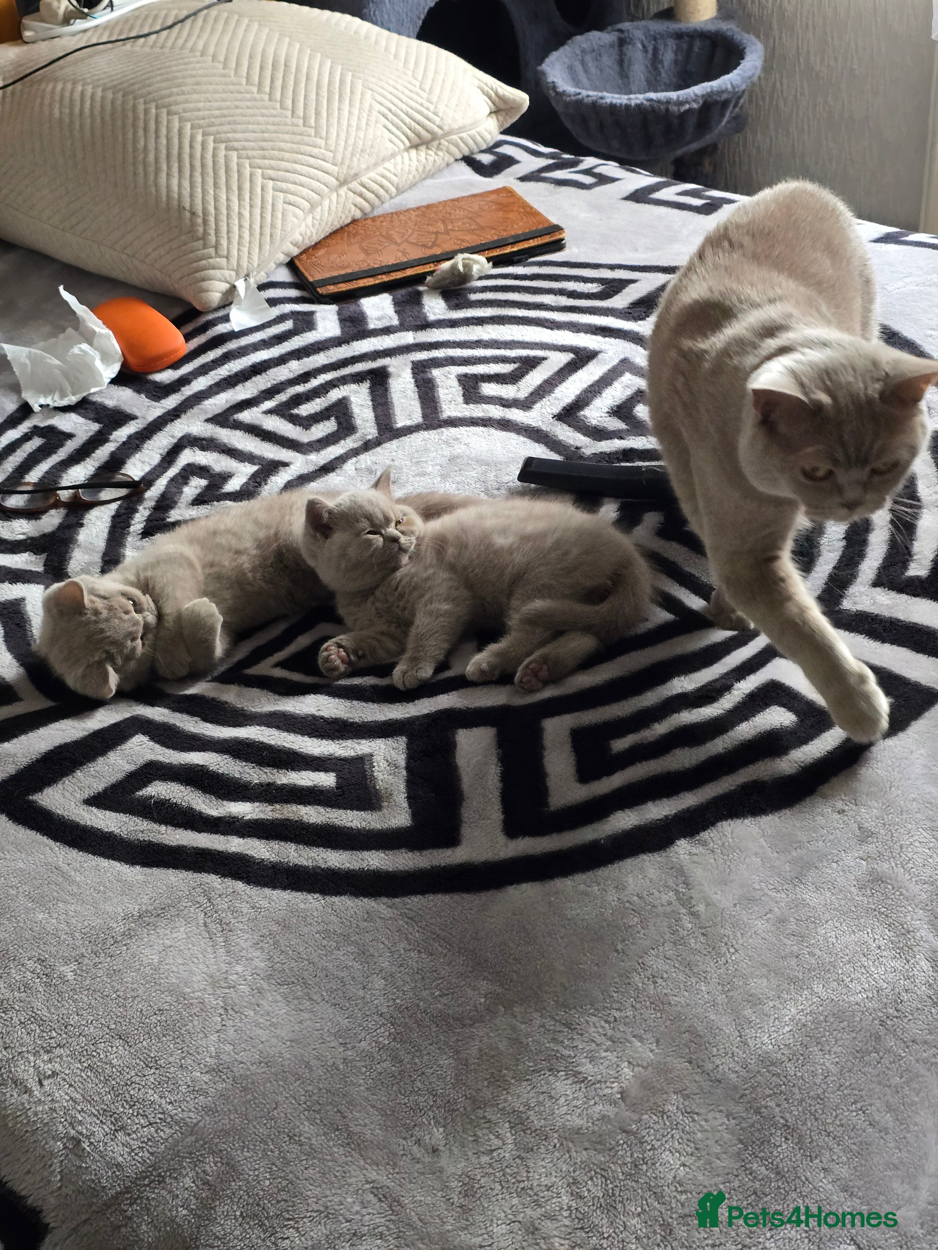 British Shorthair cats Milly & Molly GCCF BSH  kittens for sale  - Advert 2