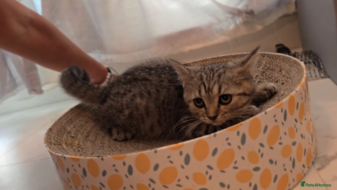Scottish Fold cats for sale: Scottish fold kittens (price down due to holiday) - Image 17