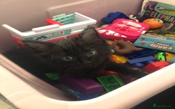 Mixed Breed cats for sale: beautiful kittens for sale  in Bellshill - Image 5