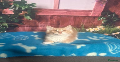 Maine Coon cats - Advert 8