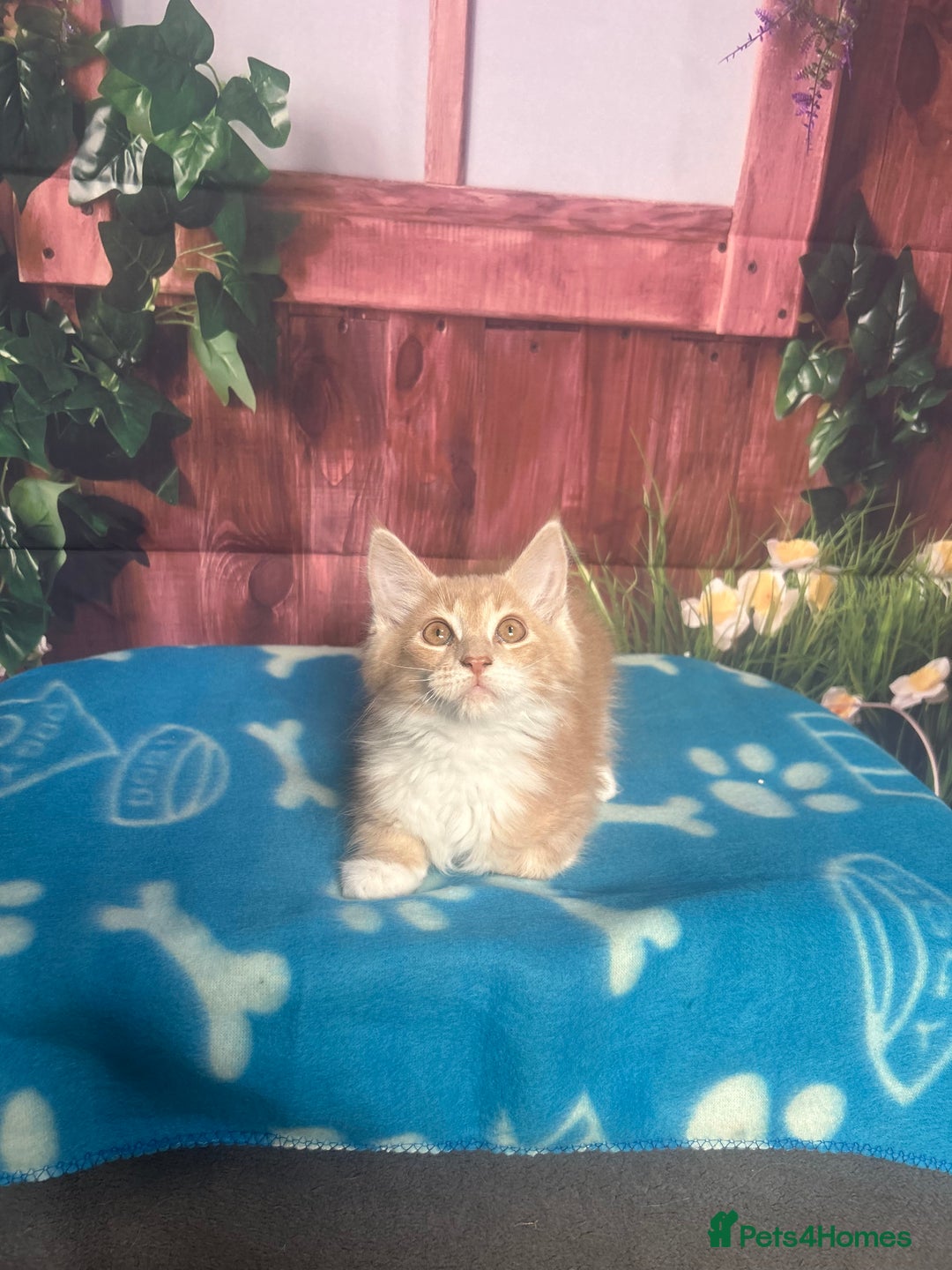 Maine Coon cats for sale: Maine Coon Kittens. Vaccinated. READY NOW  - Image 3