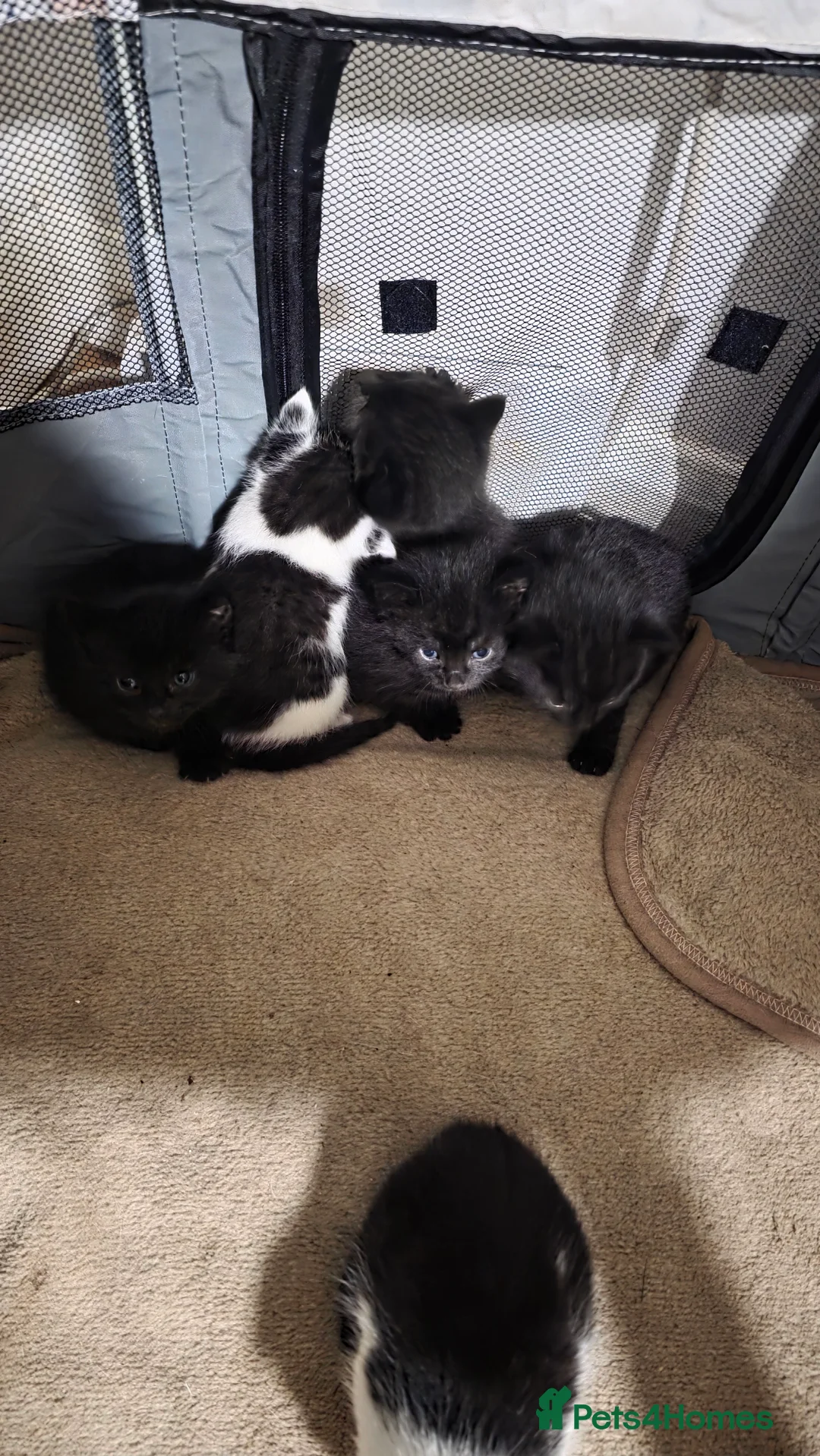 British Shorthair cats for sale: Beautiful kitten - Advert 3