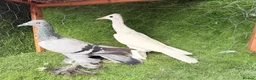 Pigeons birds for sale: Premium Breeding Pigeons Top Quality Pairs Availab - Advert 14