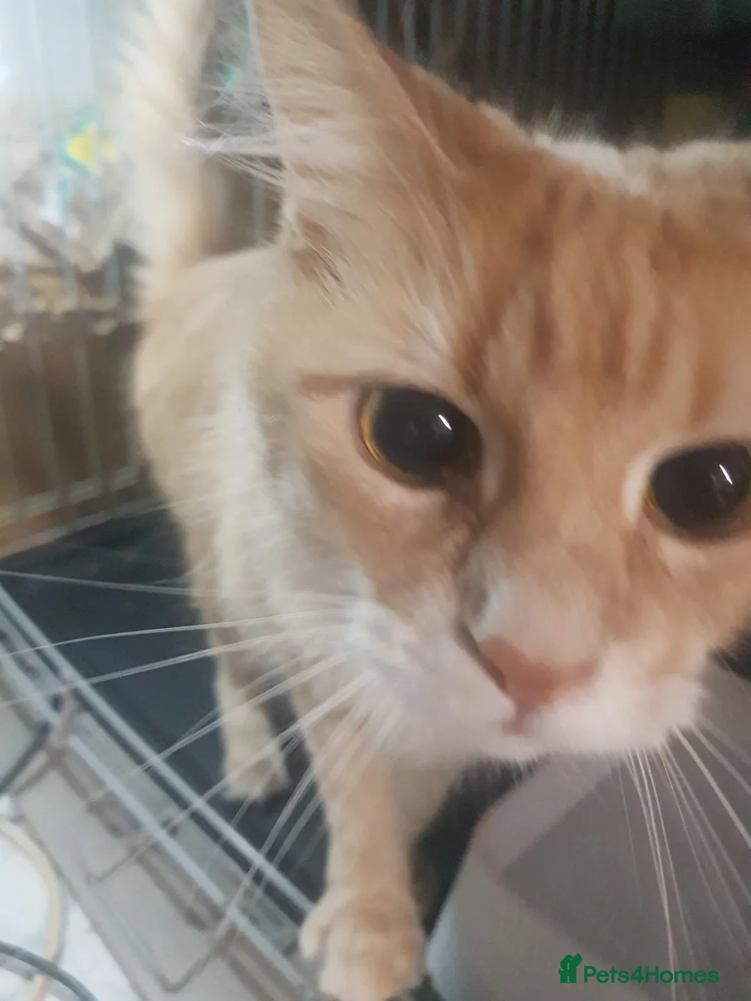 Maine Coon cats for sale: maine coon cross in Tiverton - Advert 11