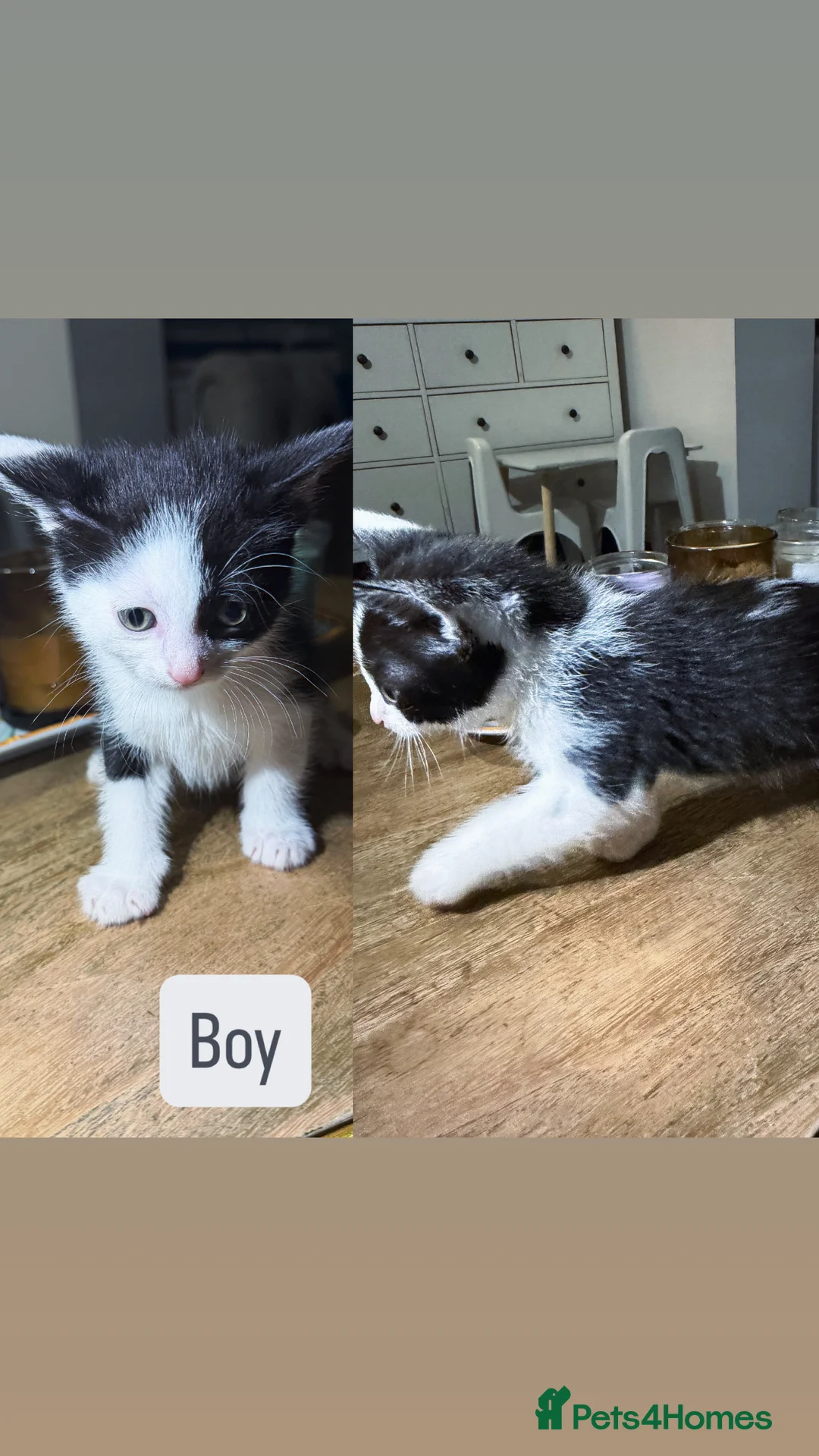 Mixed Breed cats for sale: Kittens - Advert 2