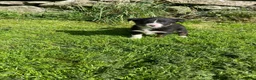 Border Collie dogs for sale: Border collies  - Advert 14