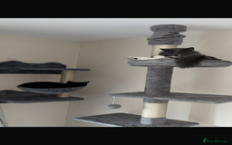 Ragdoll cats for sale: 1 ragdoll kitten & 1 black short hair  - Advert 4