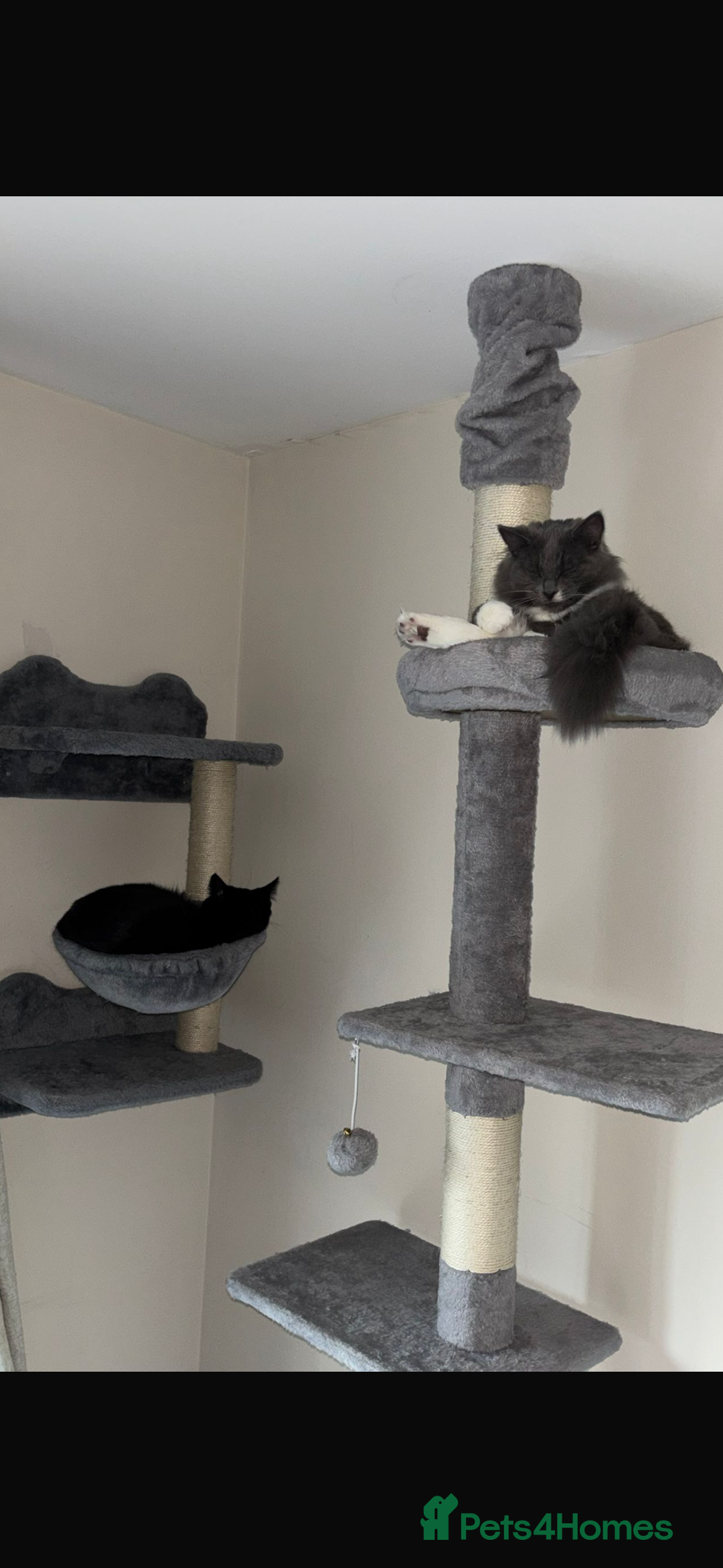 Ragdoll cats for sale: 1 ragdoll kitten & 1 black short hair  - Advert 4