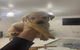 Labrador Retriever dogs for sale: Full breed Labrador retriever puppy’s  - Image 25
