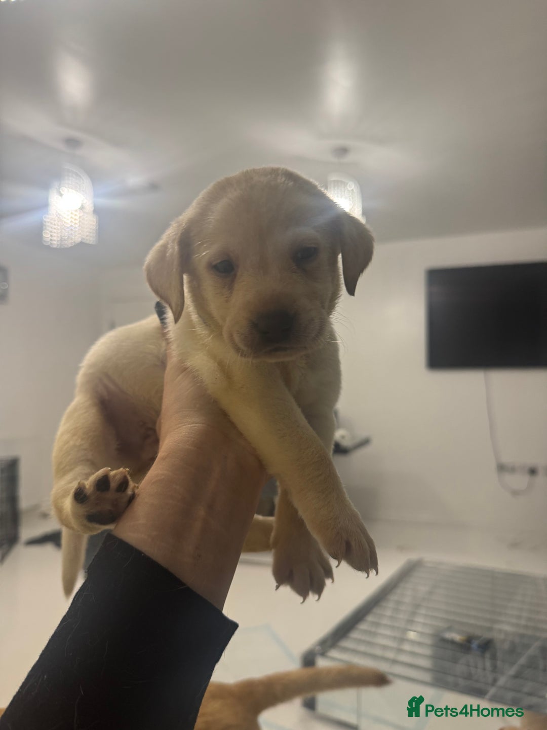 Labrador Retriever dogs for sale: Full breed Labrador retriever puppy’s  - Image 25