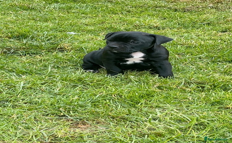 Staffordshire Bull Terrier dogs - Advert 1