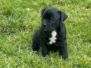 Staffordshire Bull Terrier dogs - Advert 5