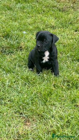 Staffordshire Bull Terrier dogs - Advert 15