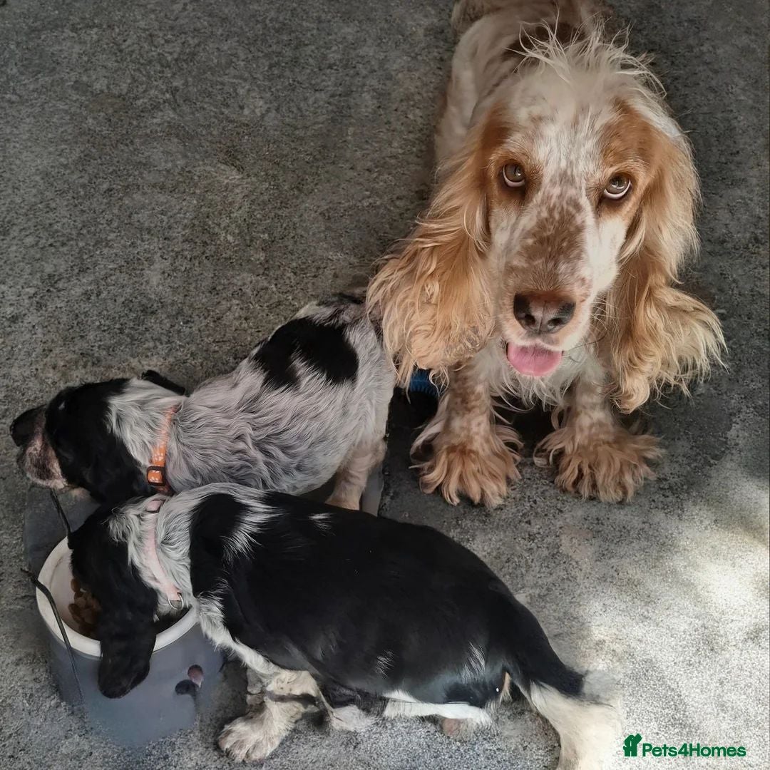Cocker Spaniel dogs cocker spaniel puppies for sale - Advert 1