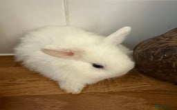 Mini Lop rabbits for sale: Pure mini lops  - Image 10
