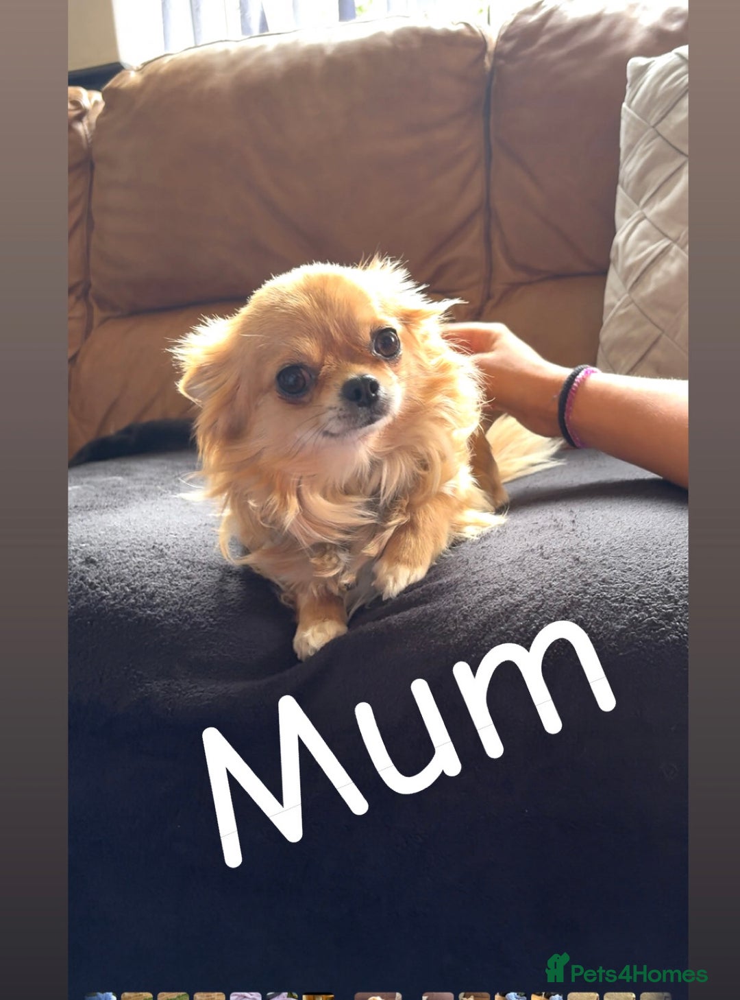Chihuahua dogs for sale: KC Champion Lines Miniature Chihuahua Puppies - Image 25