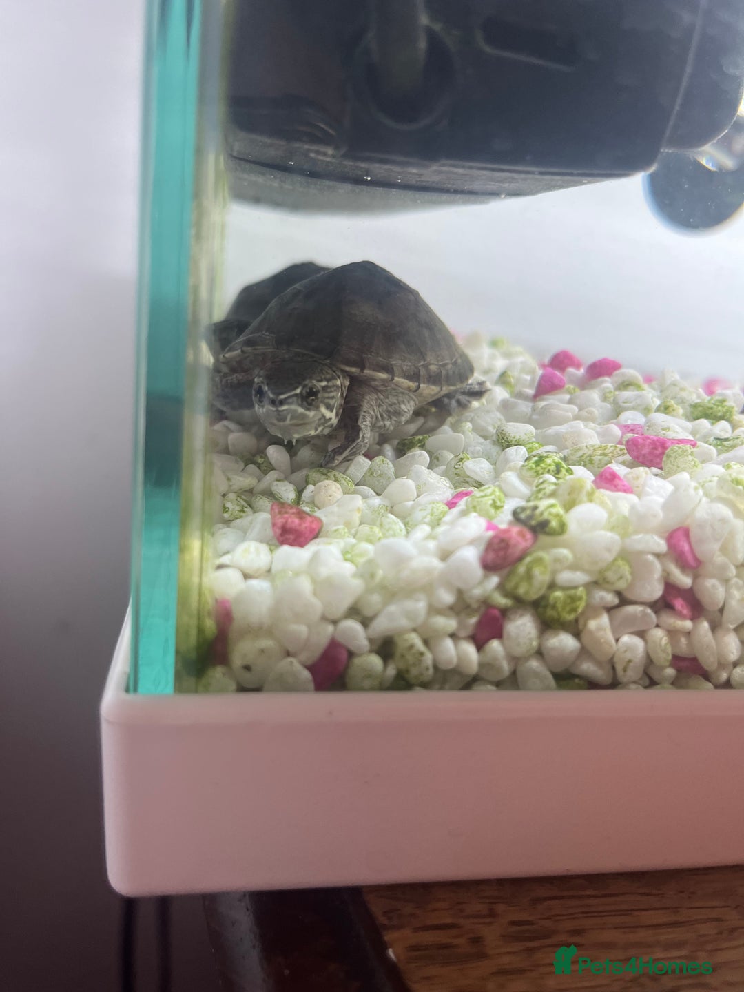 Terrapin reptiles for sale: x2 terrapin turtles - Image 2
