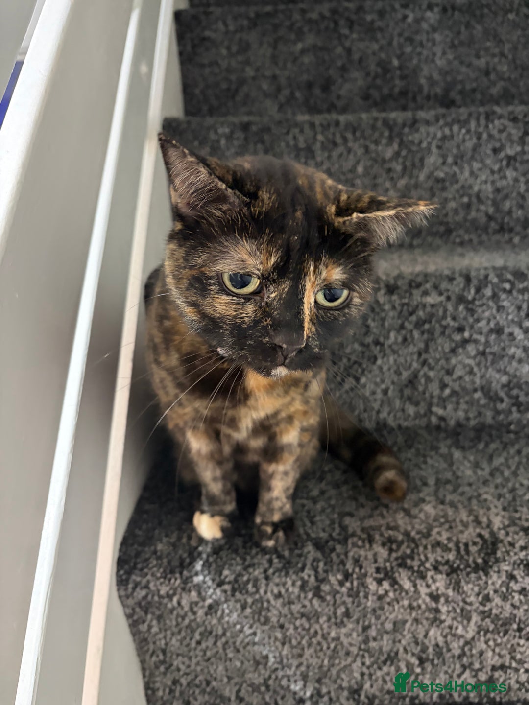 British Shorthair cats for sale: Female adult cat  - Advert 3