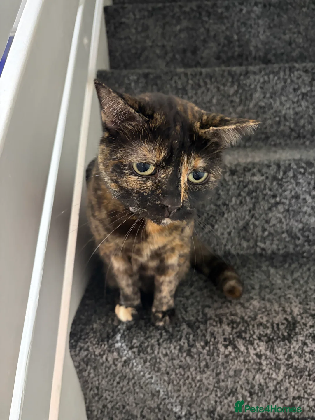 British Shorthair cats for sale: Female adult cat  - Advert 3