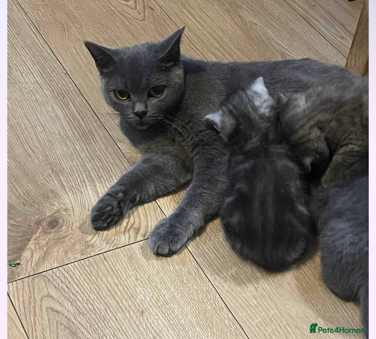 British Shorthair cats Meet bear - Advert 5