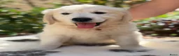 Golden Retriever dogs for sale: Stunning Goldens-Parents are School Wellbeing dogs - Advert 8