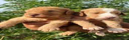 Australian Labradoodle dogs for sale: HEALTH TESTED AUSTRALIAN LABRADOODLE PUPPIES  - Advert 5