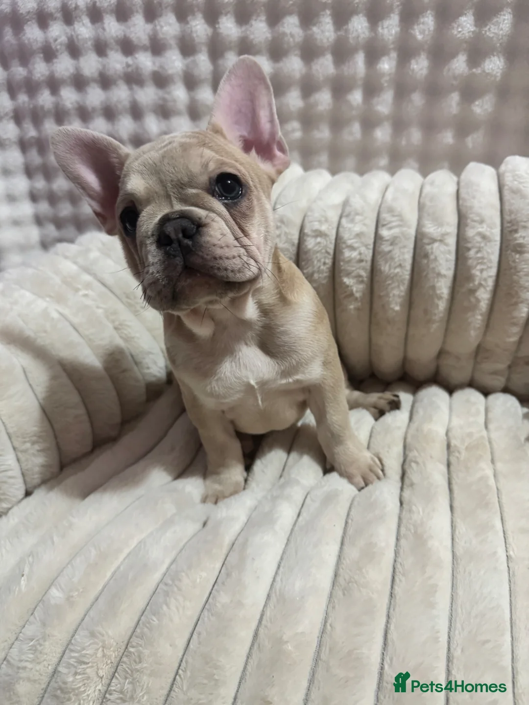 French Bulldog dogs for sale: French bulldog puppies - Advert 1
