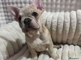 French Bulldog dogs French bulldog puppies - Advert 6