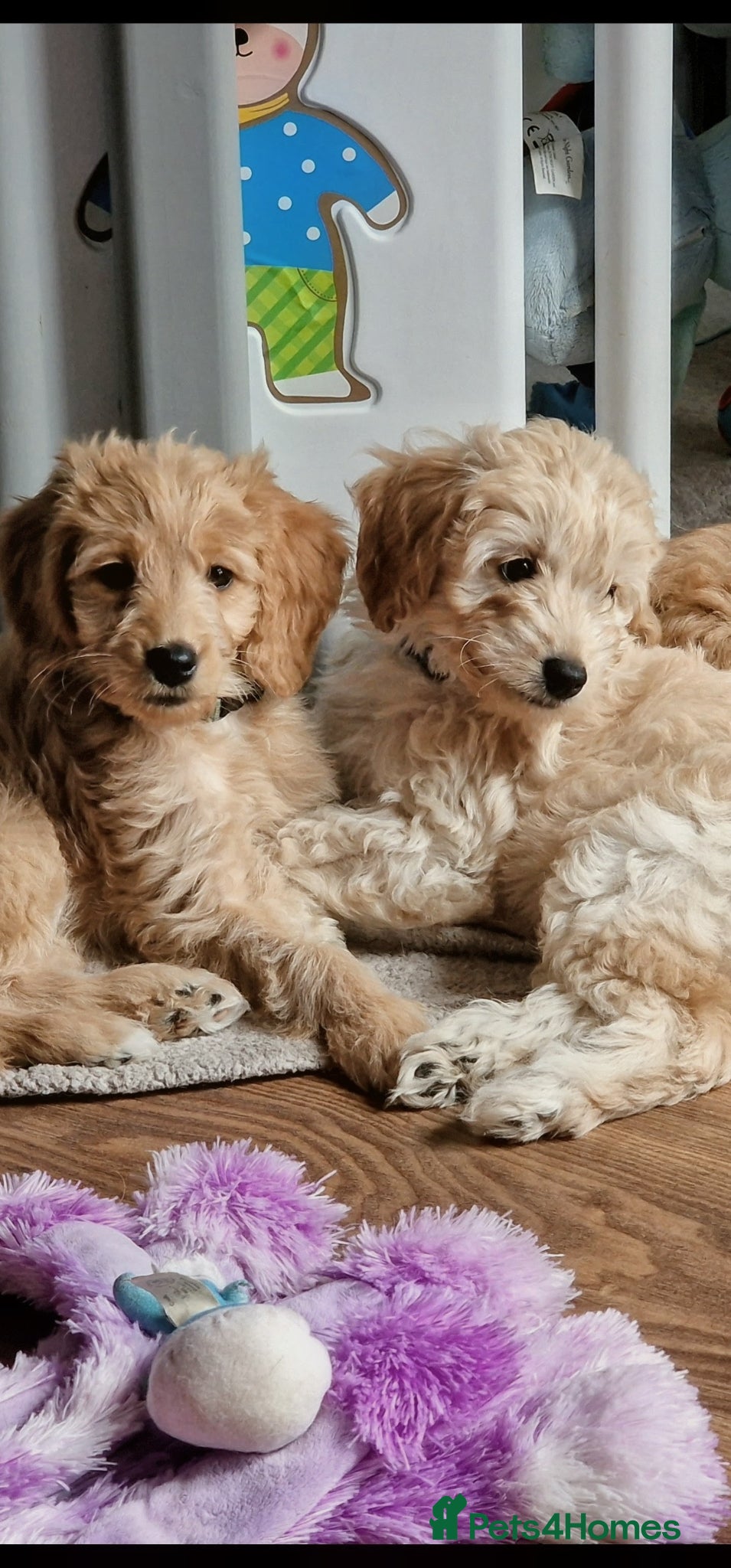 Goldendoodle dogs READY NOW  Mini Goldendoodle Puppies F1B  - Advert 1
