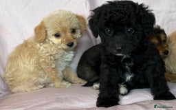 Mixed Breed dogs for sale: Lakeypoos Ready Now  - Image 4