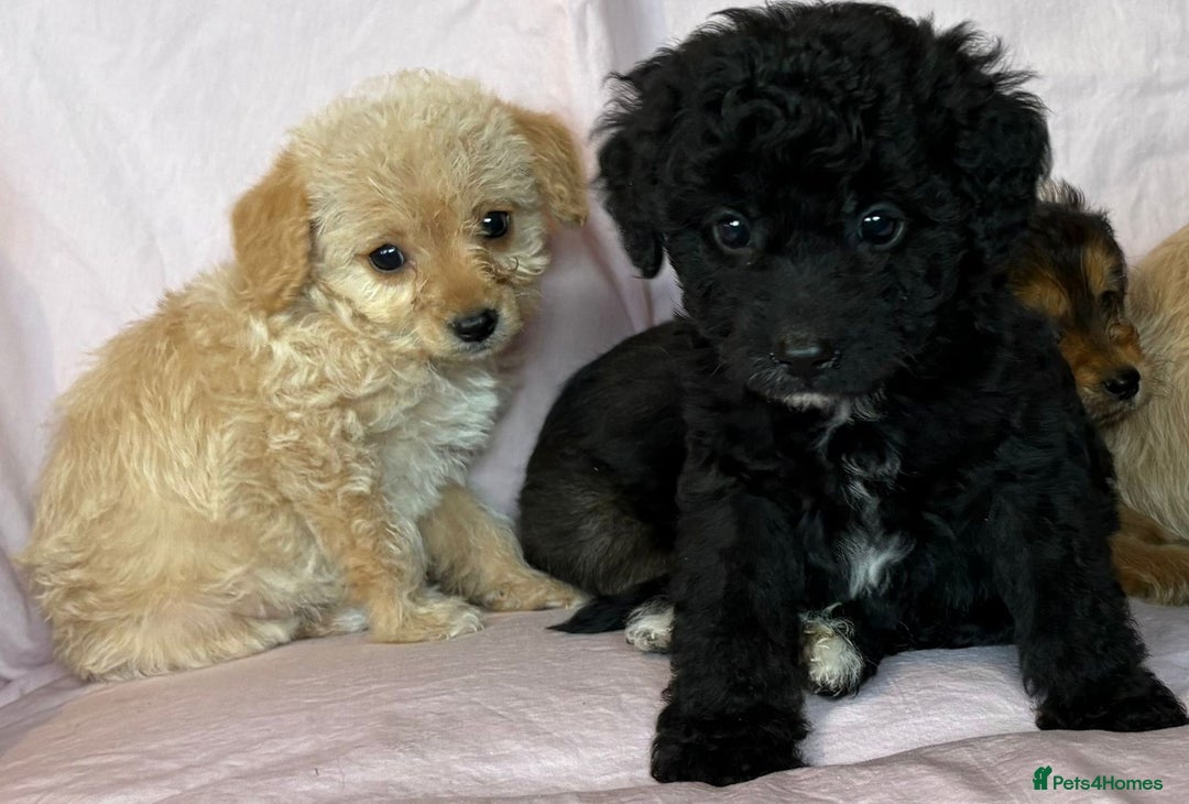 Mixed Breed dogs for sale: Lakeypoos Ready Now  - Image 4