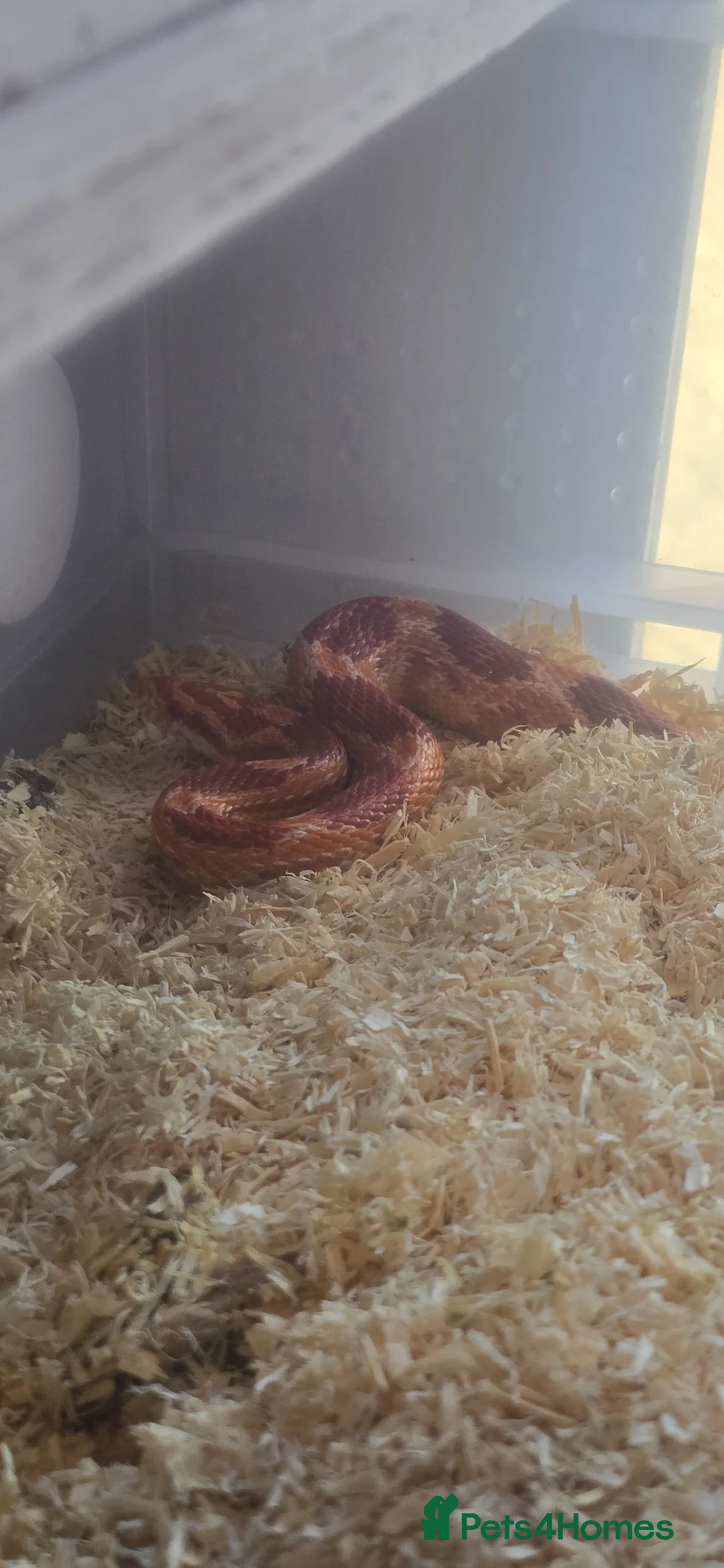 Corn Snake reptiles for sale: Corn snakes  - Advert 2