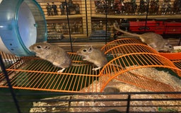 Gerbil rodents for sale: 3 Male Gerbils - Image 1