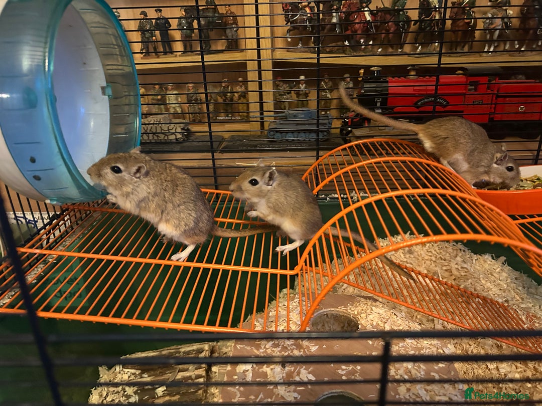 Gerbil rodents for sale: 3 Male Gerbils - Image 1