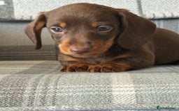 Miniature Dachshund dogs for sale: Top quality mini smooth dachshunds - Image 3