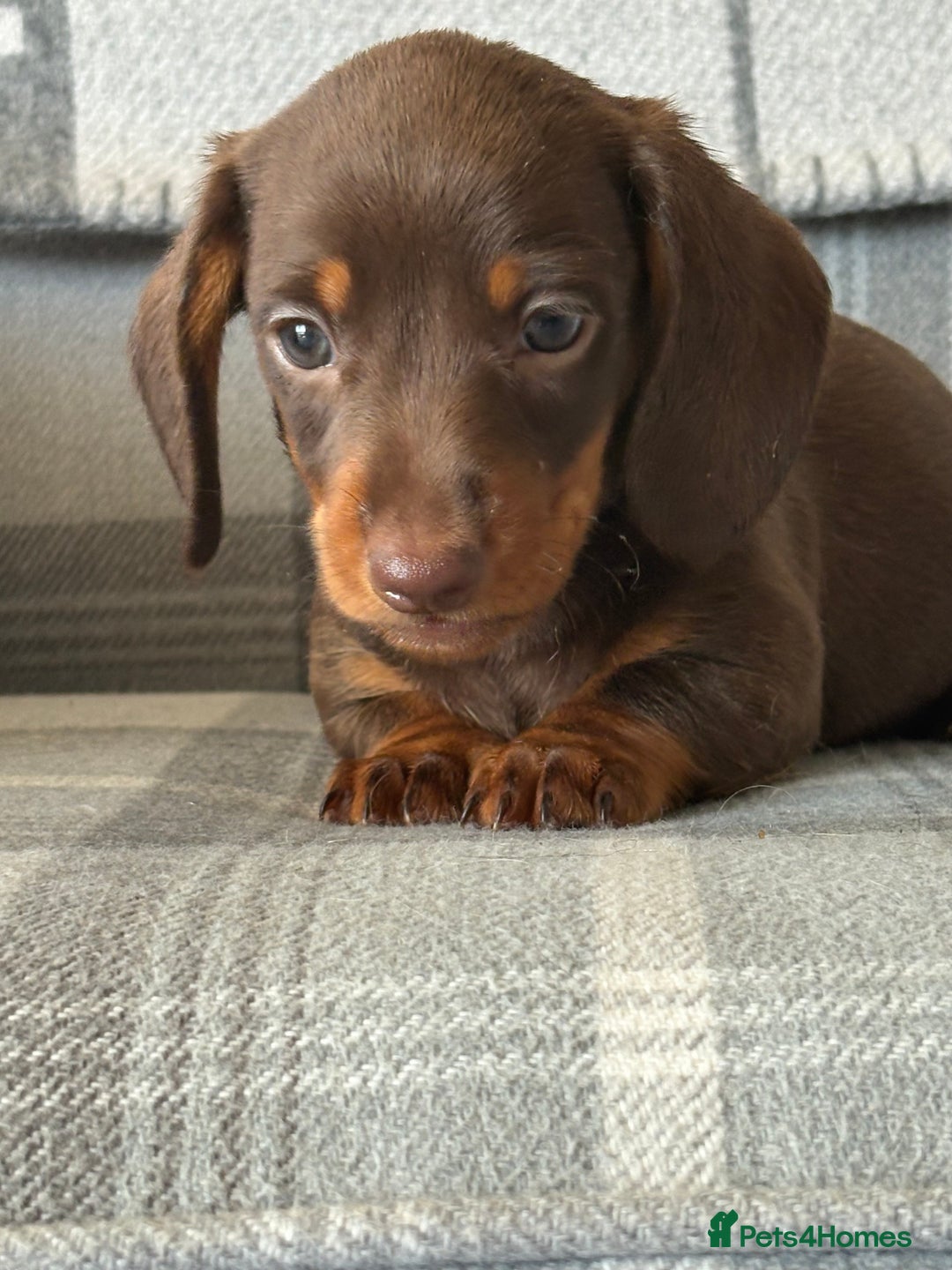 Miniature Dachshund dogs for sale: Top quality mini smooth dachshunds - Image 3