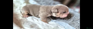 English Bulldog Puppy 1