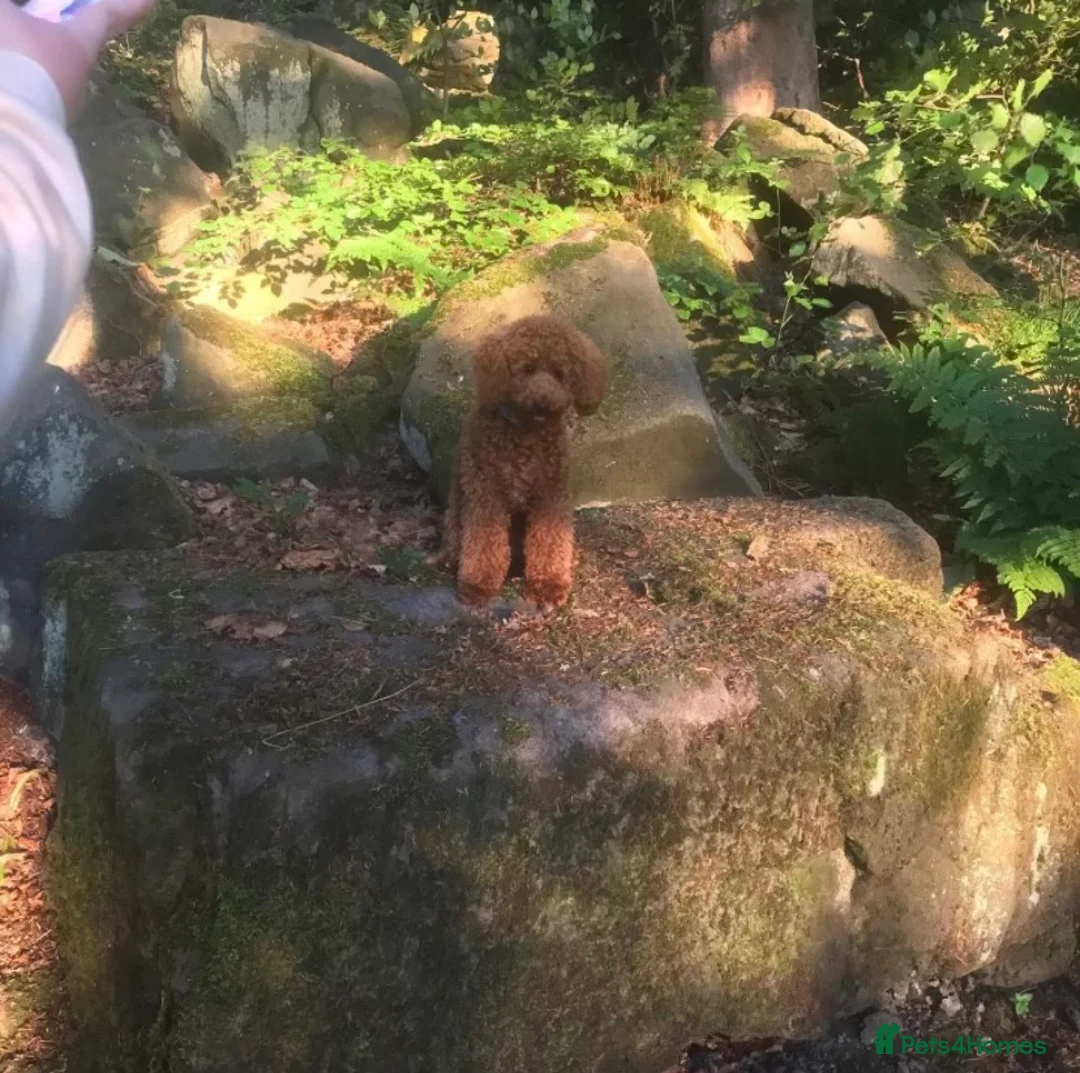 Miniature Poodle dogs for stud: Red Miniature Poodle Stud *Clear of 400 diseases* in Keighley - Advert 6